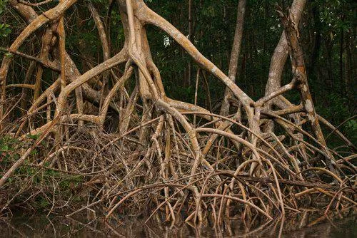 Several trees with their large roots exposed