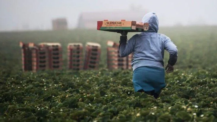 A person harvesting vegetables in a field