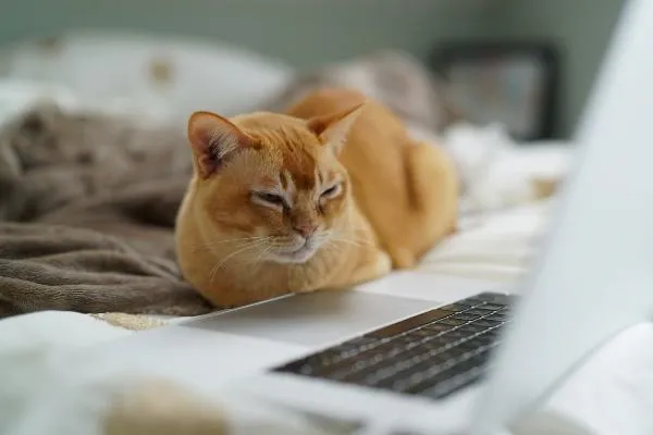 An orange cat laying down on a bed in front of an open laptop