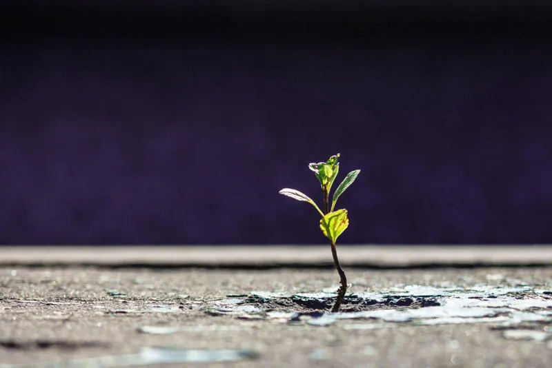 Plant growing out of crack