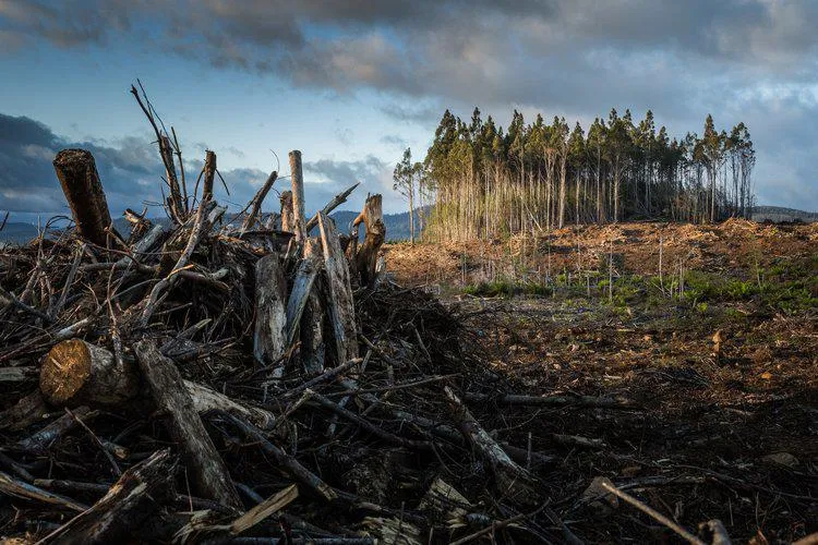 A pile of felled trees in the foreground and a small copse of live trees in the background