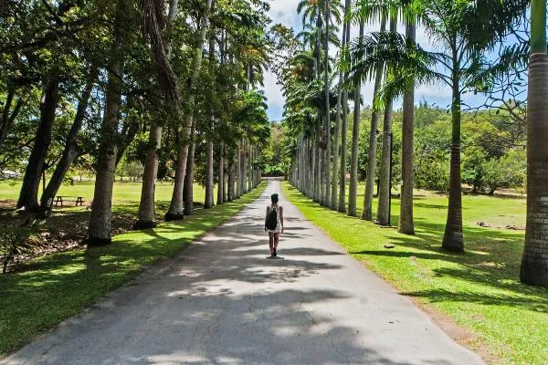 A person walking through path framed by palm trees