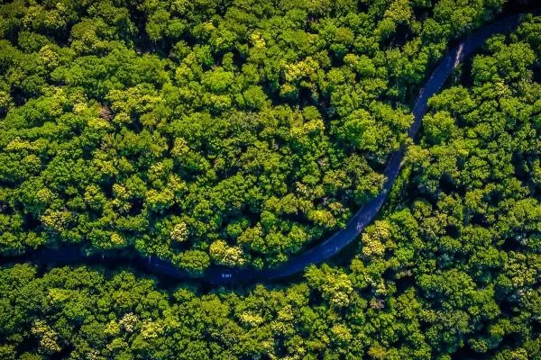 Birds eye view of a road in a dense forest 