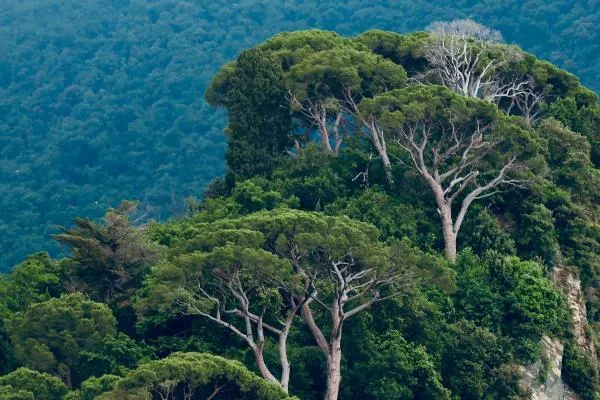 A mountain forest in Italy