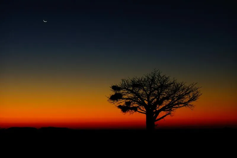 Photo of Baobab tree at sunset 
