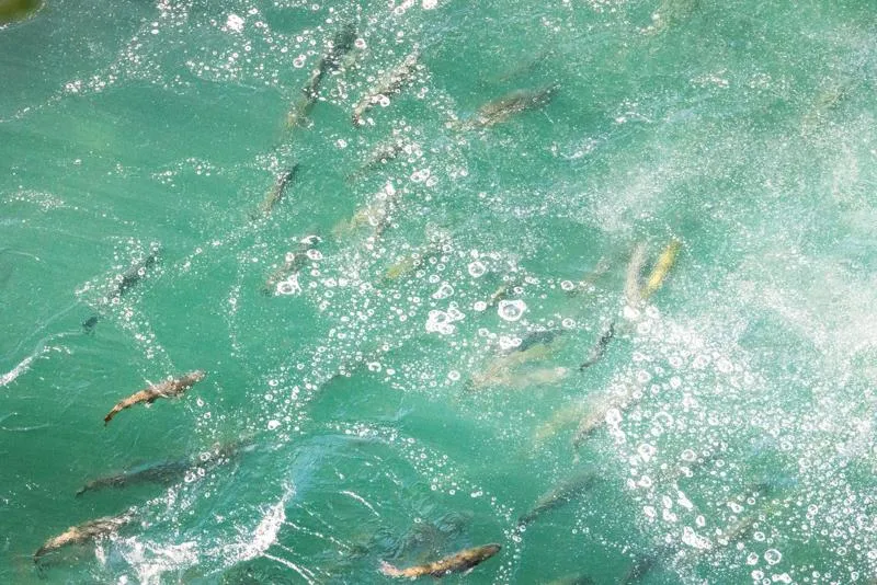 Fish in foamy water 