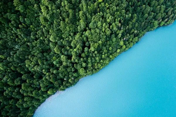 bird's eye view photography of trees and body of water